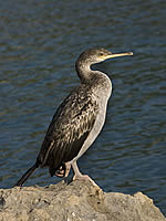 European Shag